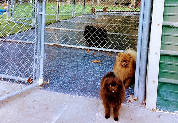 Slip-resistant flooring surface for pet facility interiors